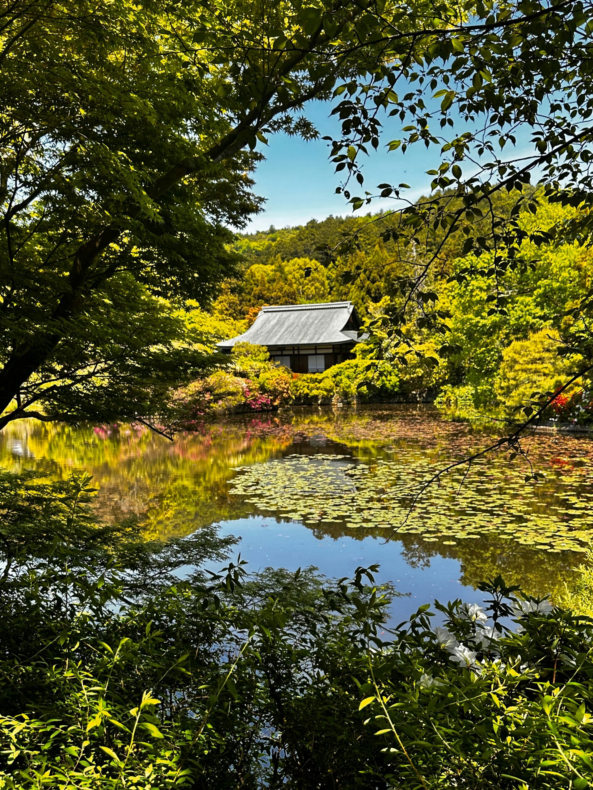 A pond surrounded by trees with a house in the background