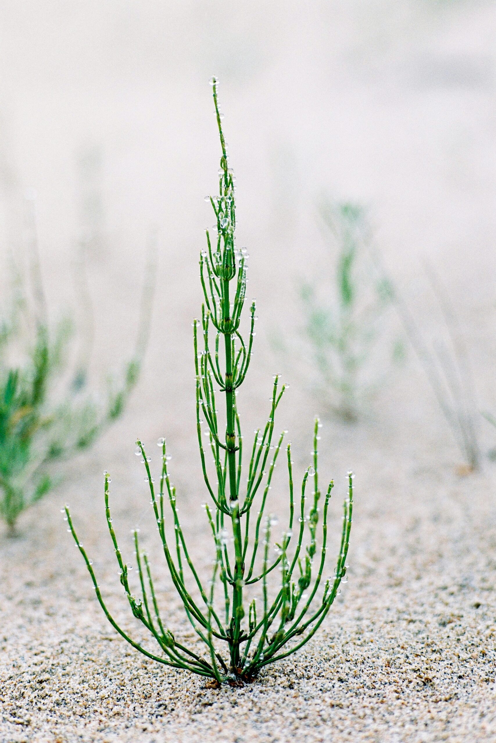 Coada calului(Equisetum-arvense)