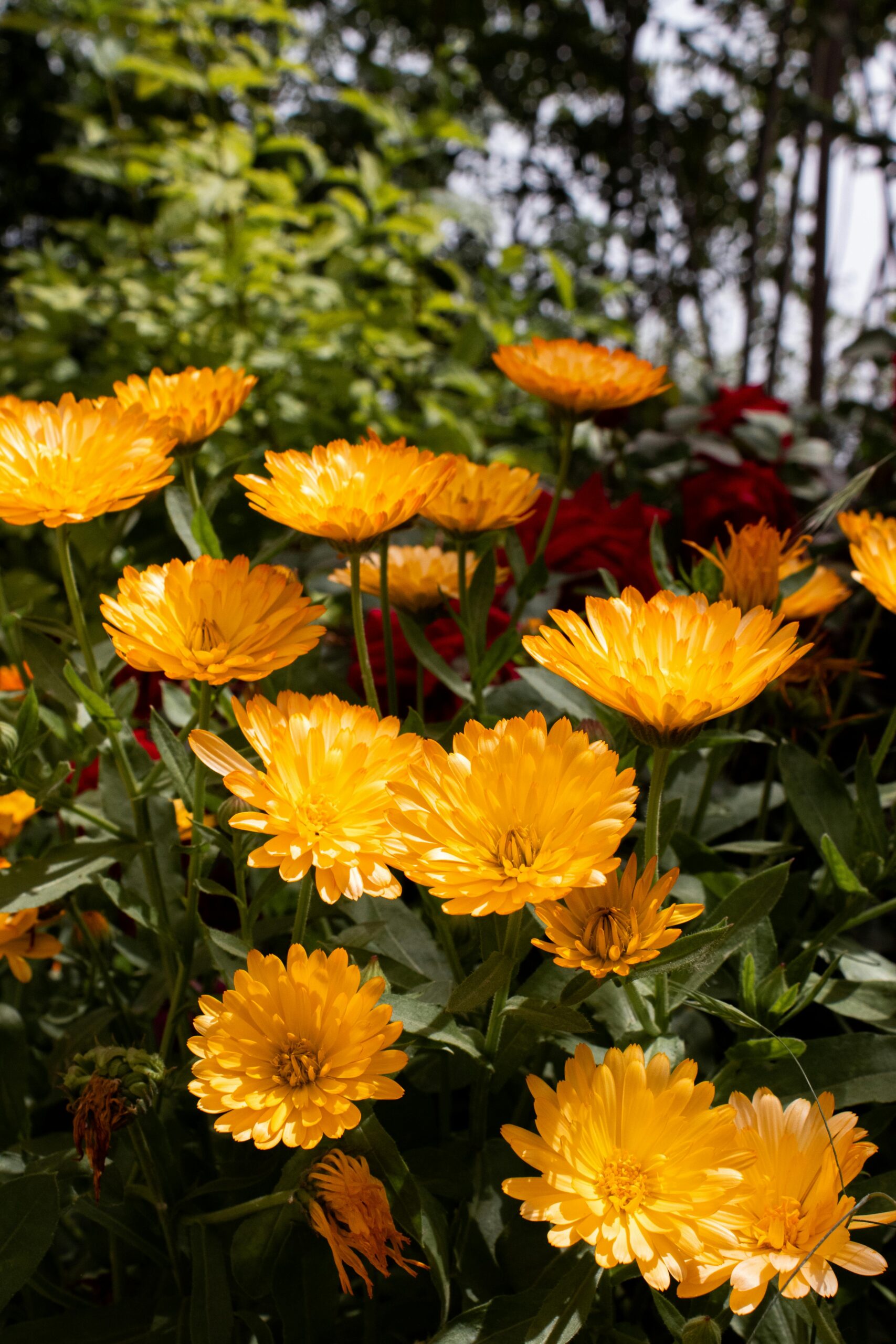 PAJISTE CU CALENDULA OFFICINALIS