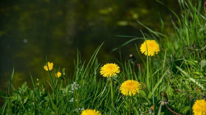 Papadia Taraxacum officinale