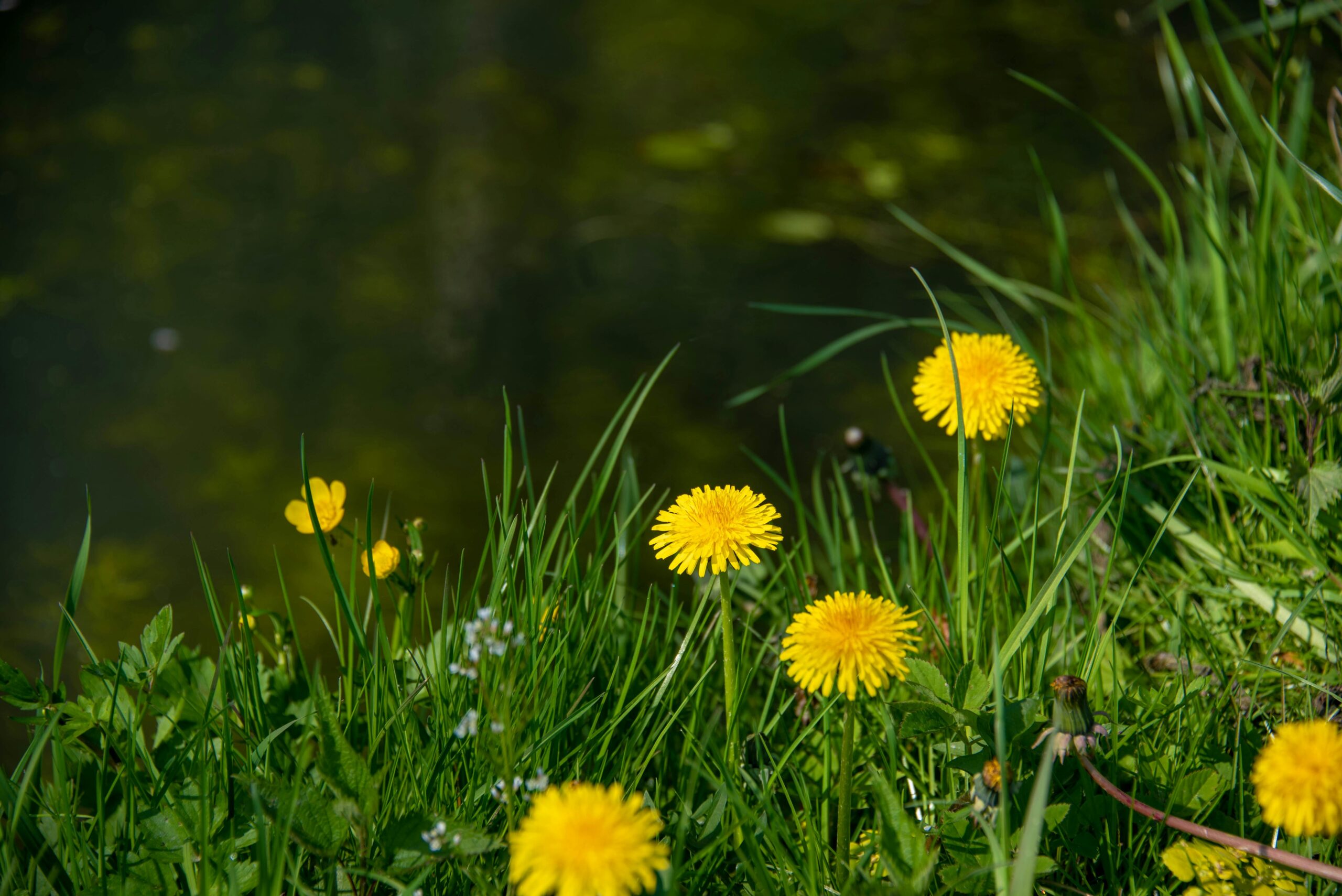 Papadia Taraxacum officinale