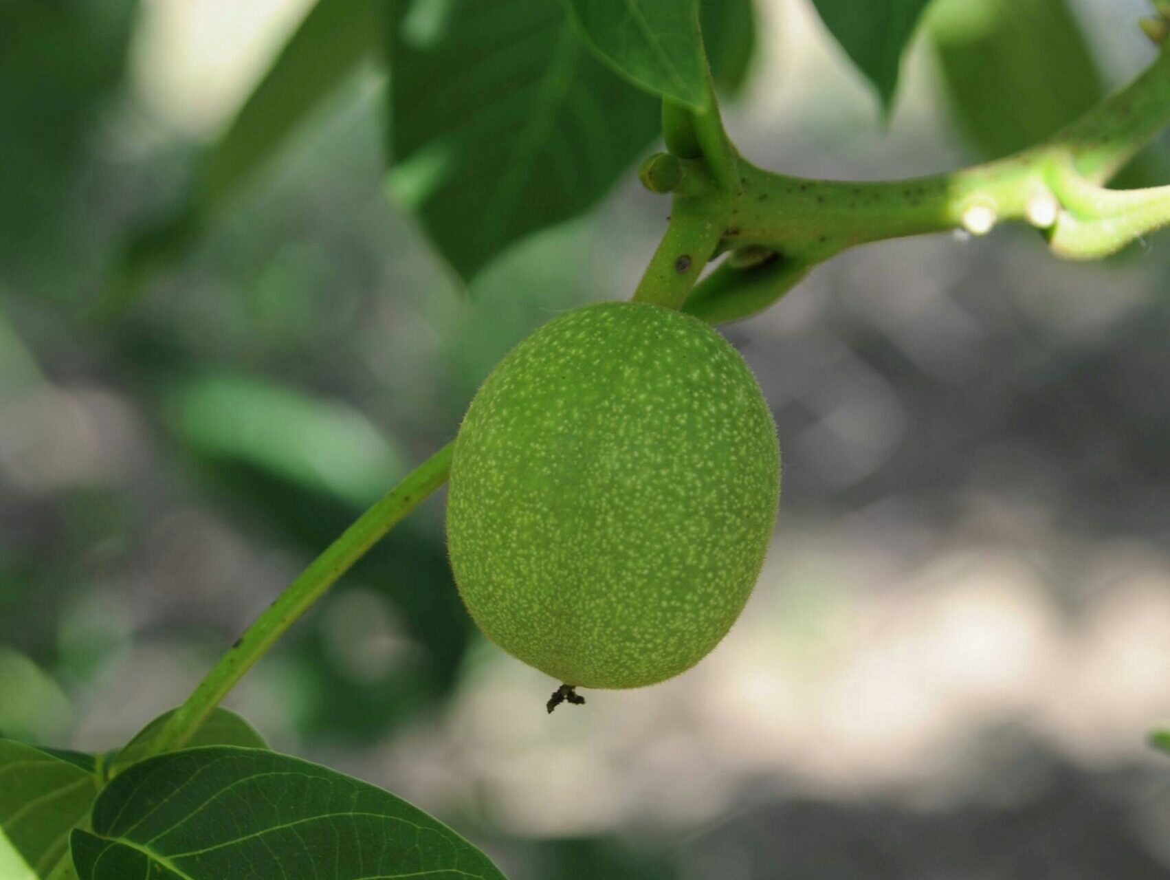 a close up of a green fruit on a tree