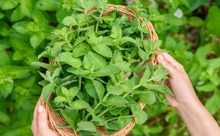 Agenda Creativa Image