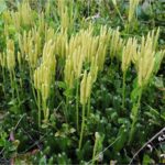 PEDICUTA (Lycopodium Clavatus)