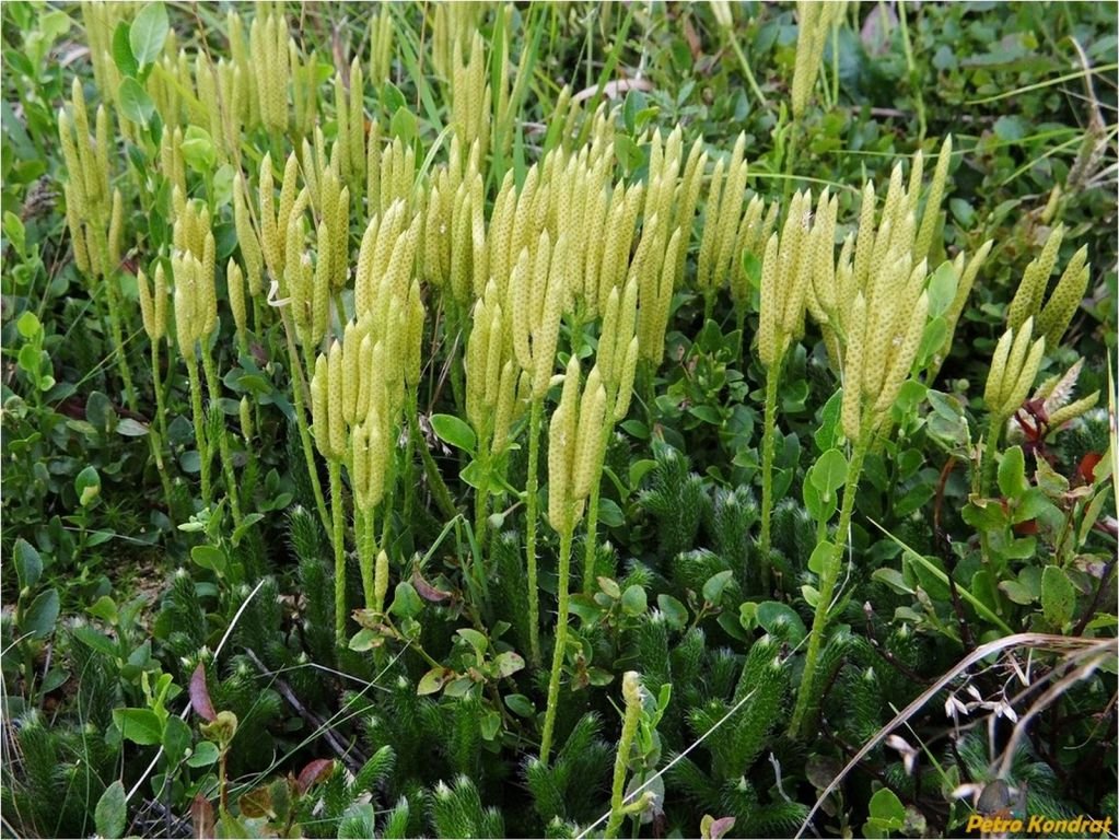 PEDICUTA (Lycopodium Clavatus)