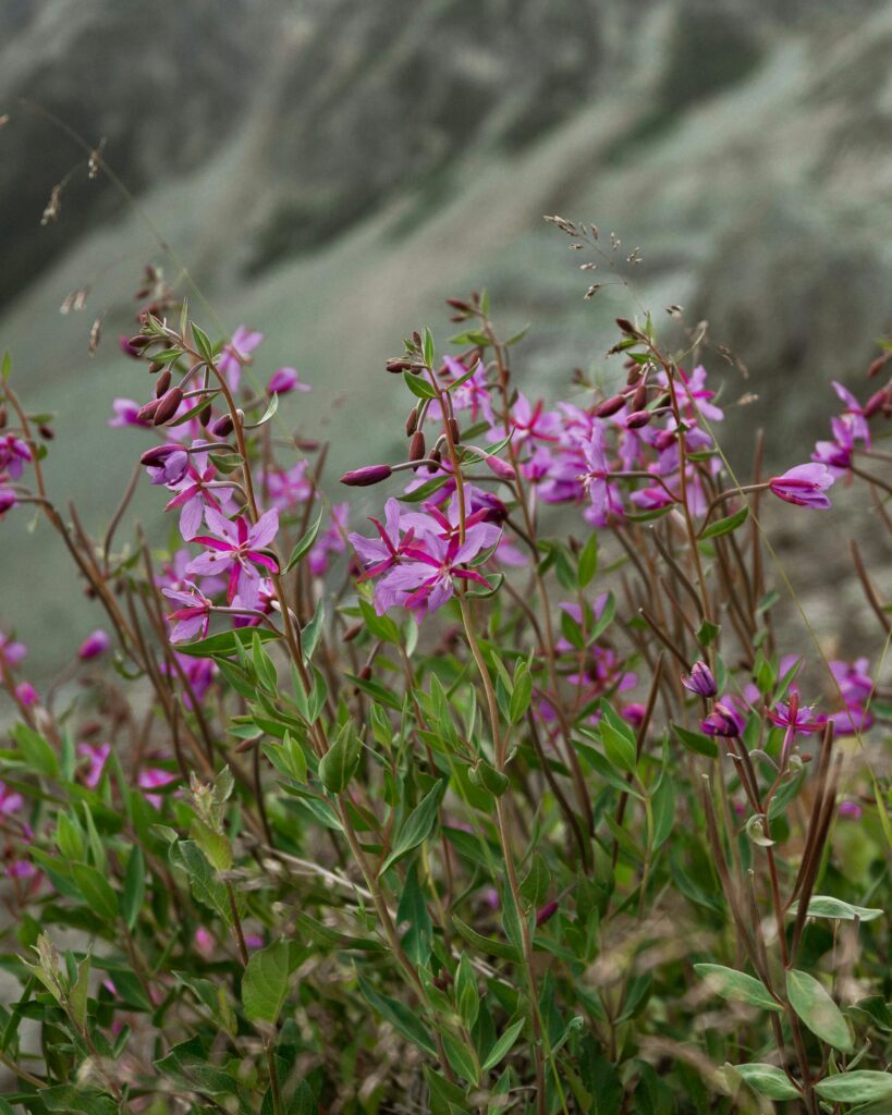 Small flowered Willowherb Epilobium Parviflorum Benefits Uses And 