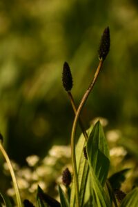Narrowleaf Plantain (Plantago lanceolata) – The Healing Plant with Diverse Benefits